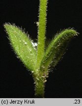 Cerastium glutinosum (rogownica murawowa)