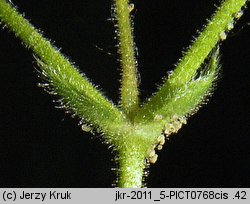 Cerastium glutinosum (rogownica murawowa)