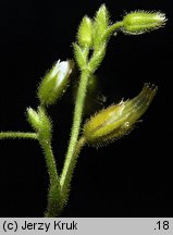 Cerastium glutinosum (rogownica murawowa)