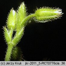 Cerastium glutinosum (rogownica murawowa)