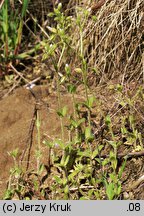 Cerastium glutinosum (rogownica murawowa)