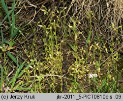 Cerastium glutinosum (rogownica murawowa)