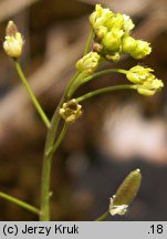 Draba nemorosa (głodek żółty)