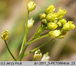 Draba nemorosa (głodek żółty)