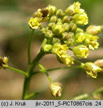 Draba nemorosa (głodek żółty)