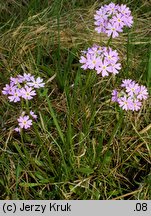 Primula farinosa (pierwiosnek omączony)