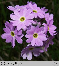 Primula farinosa (pierwiosnek omączony)