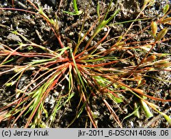 Juncus ranarius (sit żabi)