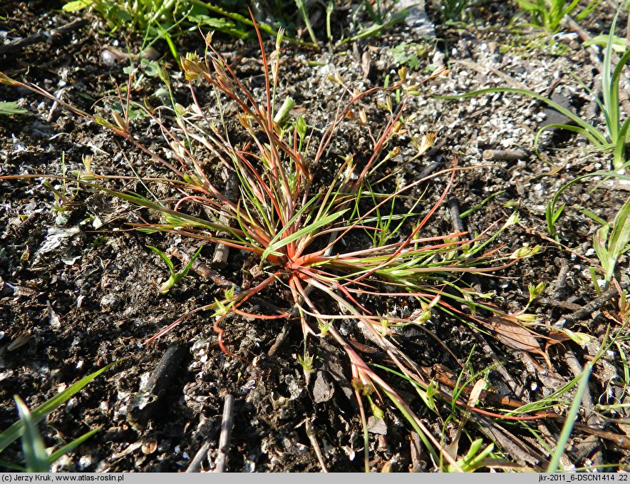 Juncus ranarius (sit żabi)