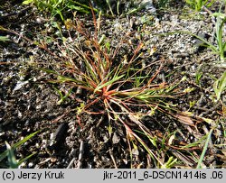 Juncus ranarius (sit żabi)