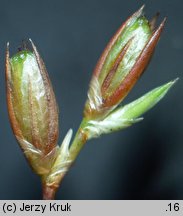 Juncus ranarius (sit żabi)