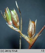 Juncus ranarius (sit żabi)