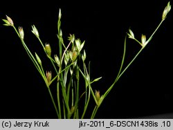 Juncus ranarius (sit żabi)