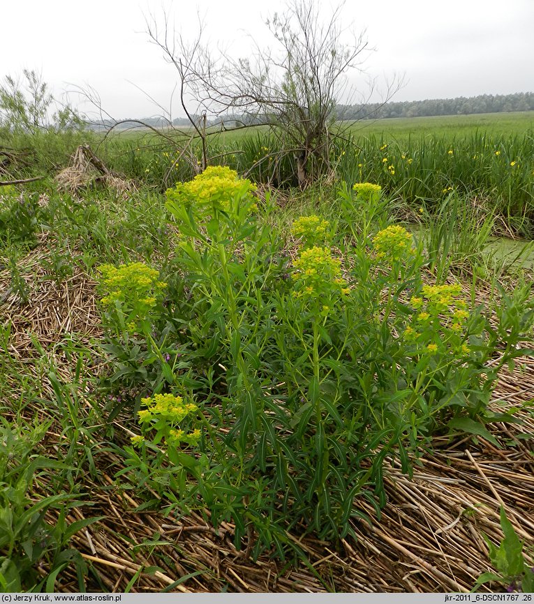 Euphorbia palustris (wilczomlecz błotny)