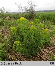 Euphorbia palustris (wilczomlecz błotny)