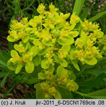 Euphorbia palustris (wilczomlecz błotny)