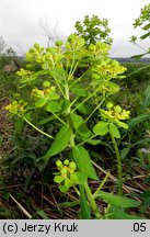 Euphorbia palustris (wilczomlecz błotny)