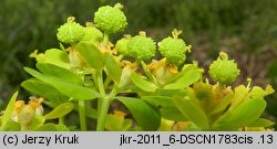 Euphorbia palustris (wilczomlecz błotny)