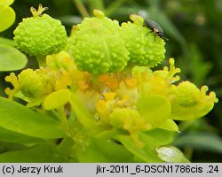 Euphorbia palustris (wilczomlecz błotny)