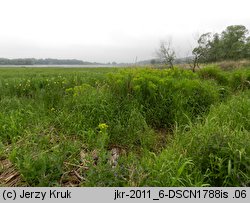 Euphorbia palustris (wilczomlecz błotny)