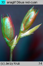 Juncus ranarius (sit żabi)