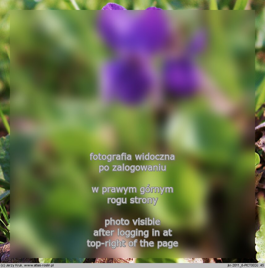 Viola odorata (fioÅ‚ek wonny)