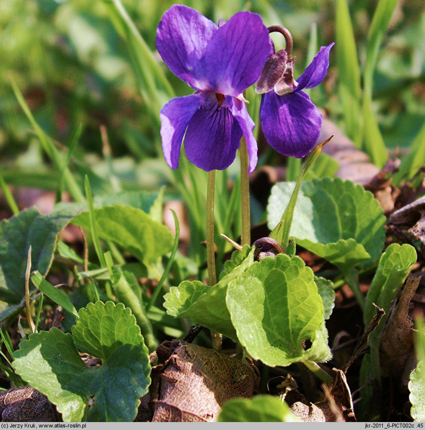 Viola odorata (fiołek wonny)