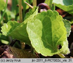 Viola odorata (fiołek wonny)