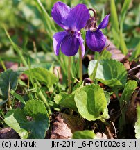 Viola odorata (fiołek wonny)