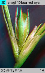 Juncus ranarius (sit żabi)