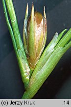 Juncus ranarius (sit żabi)