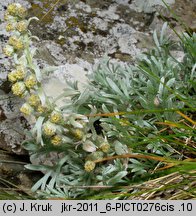 Artemisia eriantha (bylica skalna)