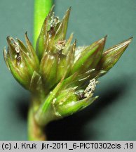 Juncus filiformis (sit cienki)