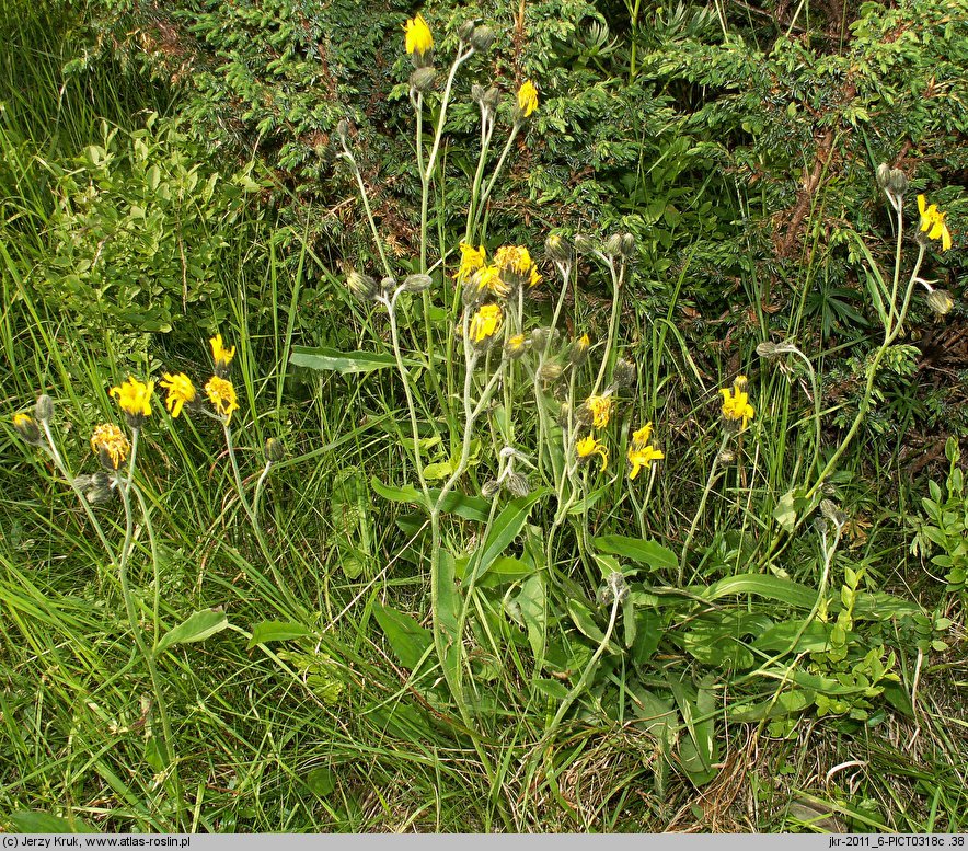 Hieracium atratum (jastrzębiec żałobny)