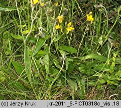 Hieracium atratum (jastrzębiec żałobny)