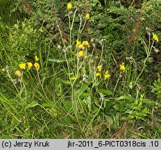 Hieracium atratum (jastrzębiec żałobny)