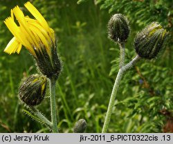 Hieracium atratum (jastrzębiec żałobny)