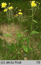 Hieracium stygium (jastrzębiec wschodniosudecki)