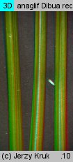 Juncus squarrosus (sit sztywny)