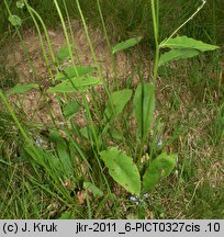 Hieracium stygium (jastrzębiec wschodniosudecki)