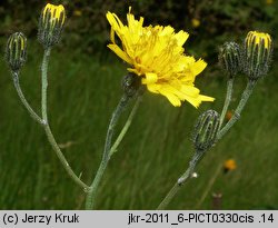 Hieracium stygium (jastrzębiec wschodniosudecki)