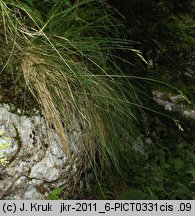 Festuca versicolor (kostrzewa pstra)