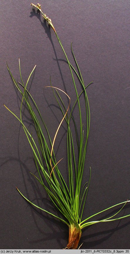 Juncus squarrosus (sit sztywny)