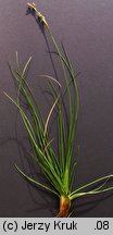 Juncus squarrosus (sit sztywny)