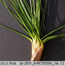 Juncus squarrosus (sit sztywny)