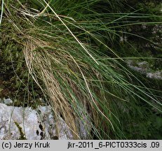 Festuca versicolor (kostrzewa pstra)