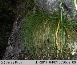 Festuca versicolor (kostrzewa pstra)