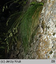 Festuca versicolor (kostrzewa pstra)