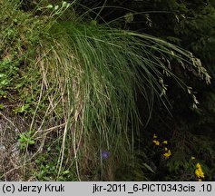 Festuca versicolor (kostrzewa pstra)