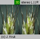 Helictochloa versicolor (owsica pstra)